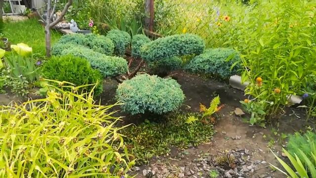 Топиарий, ниваки из можжевельника смотреть онлайн