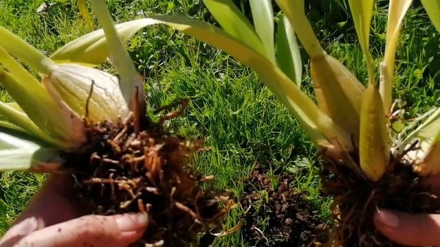 Как размножать камбрию и как ее пересаживать.#хештег#моишестьсоток#орхидеи