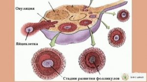 ТЕЗ ХОМИЛАДОР ШУДАН БО ЁРИИ ФОЛЛИКУЛАМЕТРИЯ