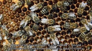 Сборка гнезда пчел на зиму — зимовка на улице