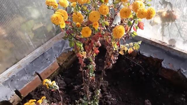 #сад #цветы #хризантемамультифлора #готовимкзиме / Хризантема мультифлора. Как сохранить на Урале