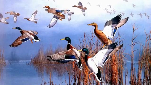 Картины Дикие утки красиво!!! смотреть онлайн