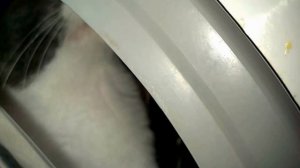 кошка в стиралке