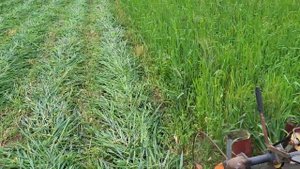 Когда надо косить овёс с люцерной и вот  пришла пора.Чтобы овёс не заглушил люцерну.