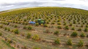 Гранаты | Как их выращивают и обрабатывают