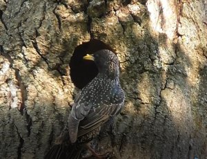 Дупло скворца, скворец приносит корм птенцам, 22 05 2022, Великий Новгород, Антоново