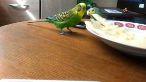 Попугаи кушают дыню