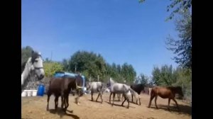 ТАБУН // ОТНОШЕНИЯ ЛОШАДЕЙ В ТАБУНЕ