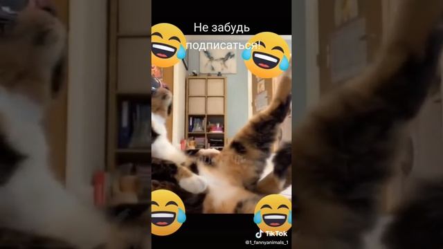 Домашние животные. ржачные приколы посмотрите. смех до слез. 46 часть