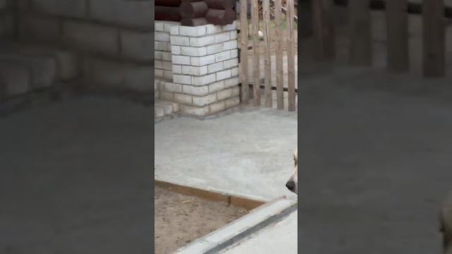 МИСС БЕЛАРУСИ НАПУГАНА смотреть онлайн