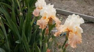 купить ирисы в наборе , набор ирисов , Питомник роз Полины Козловой rozarium.biz