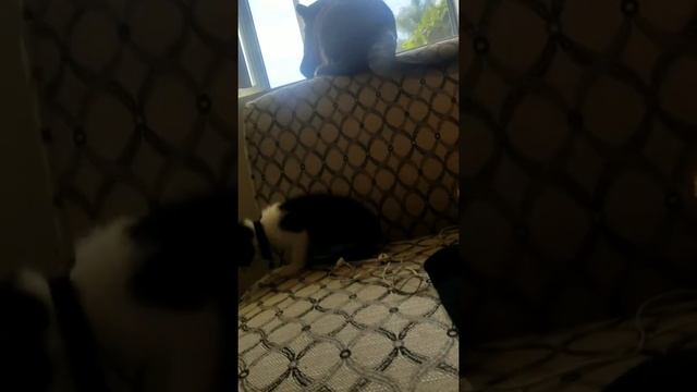 kitten playing 'catch my tail ' with the kitten