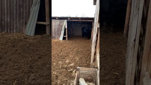 Бык на племя Абердин Ангус