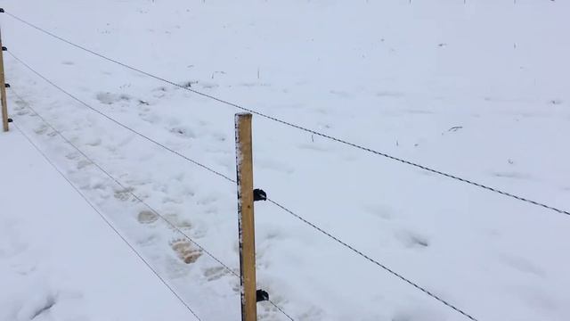 электропастух Olli в качестве ограды вольера авиамедвежонка Мансура в 2016году смотреть онлайн