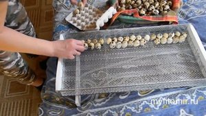 Инкубация перепелов в инкубаторе ОВО - закладка яиц
