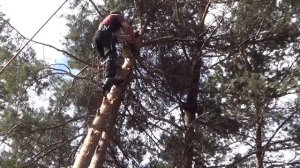 Валка сложных деревьев