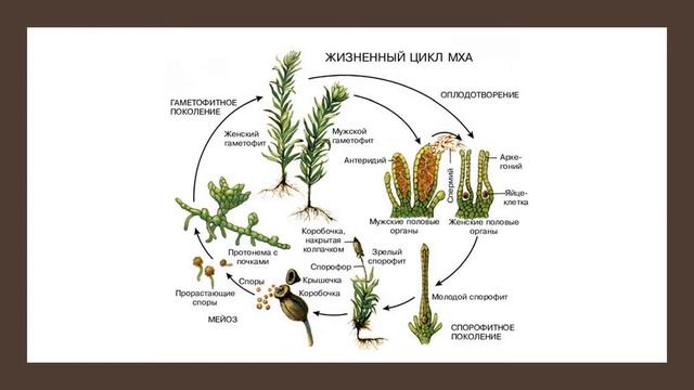 Жизненный цикл мха смотреть онлайн