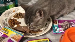 Какой корм выберет кот/Шведский стол / кот и лакомства