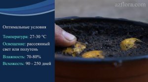 РАЗМНОЖЕНИЕ ЦИКАСА ИЗ СЕМЯН | Эксперимент