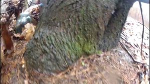 Как собирать кленовый сок