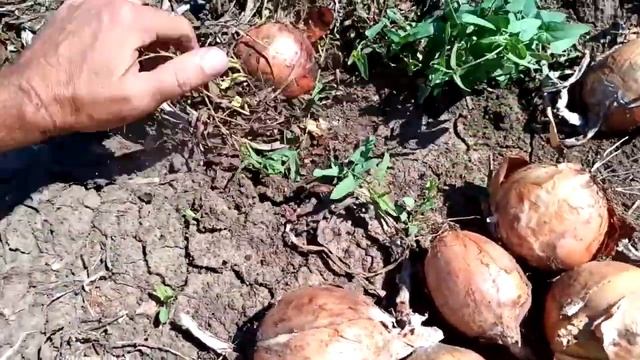 Целое поле лука репчатого. Бесплатно!