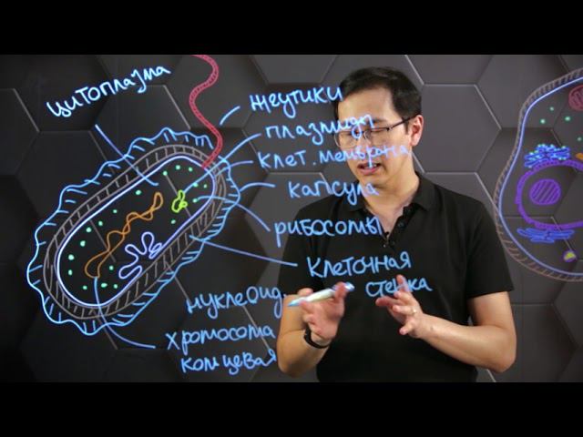 Особенности структуры и функции клеток бактерий, грибов. 10 класс.