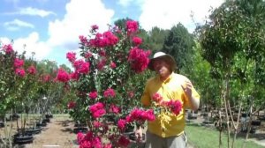 Pink Velour Crape Myrtle