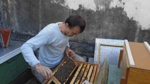 Подсадка маток карника // Результат подсадки // Аргентина