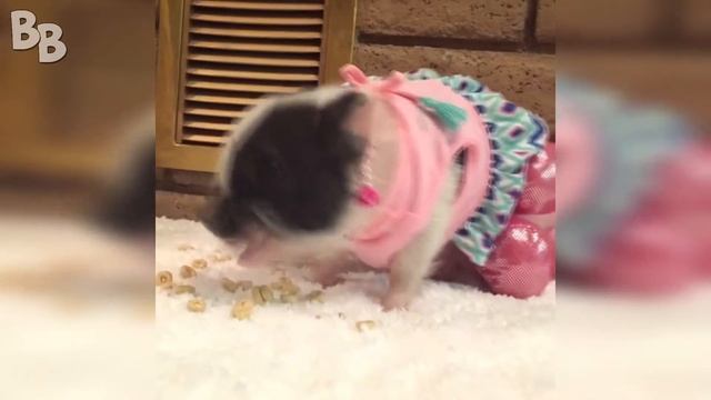 ЛУЧШИЕ ПРИКОЛЫ #68 МАЛЕНЬКИЕ ПОРОСЯТА смотреть онлайн