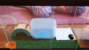 Что нужно для содержания и как содержать эублефара.