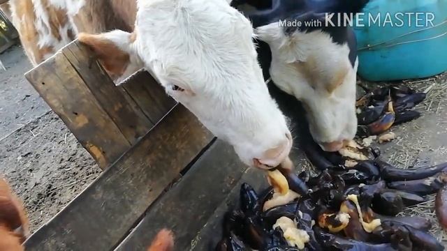 Прибавление в хозяйстве/выпас и кормление КРС