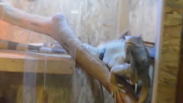 Диана  и экзотические животные))) Детское видео. смотреть онлайн