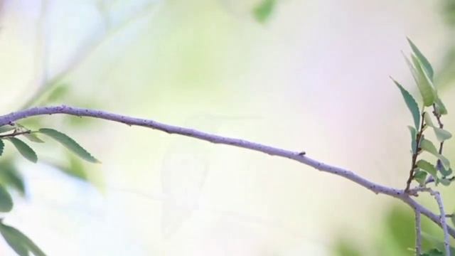 Мелодии природы | мелодии природы для сна | музыка природы для сна без рекламы смотреть онлайн