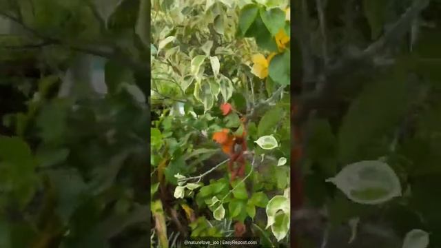 Terrace garden’s variegated ficus plant ?? #ficus #variegatedplants #rooftop #terracegarden ❤️❤️