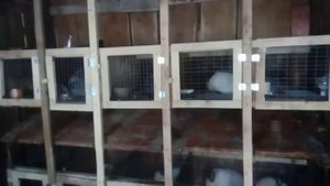 Кролики породы Калифорния, и Серебро.