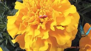 Бархатцы отклоненный Литл Хироу Еллоу ? обзор: как сажать, семена бархатцев Литл Хироу Еллоу