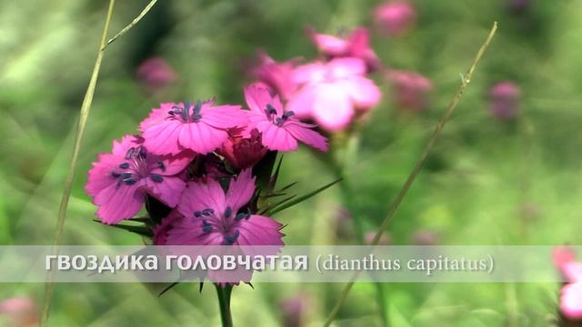 гвоздика головчатая смотреть онлайн