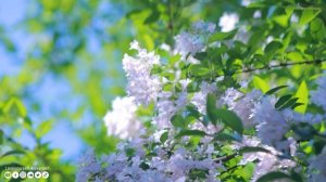 Красивое цветочное поле? Успокаивающая расслабляющая музыка для ума и тела. Самая красивая мелодия