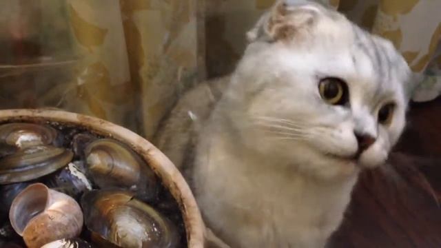 Как защитить от кота комнатные цветы смотреть онлайн