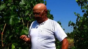 Секреты успешного вызревания виноградной лозы.