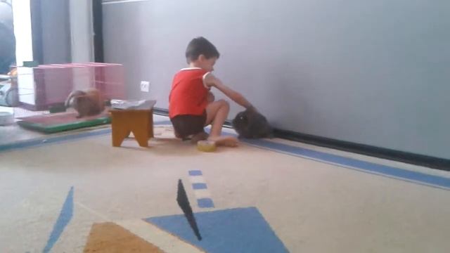 Гнездо у нашей декоративной крольчихи) смотреть онлайн