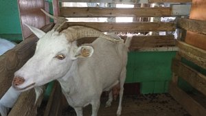 Привезли сено