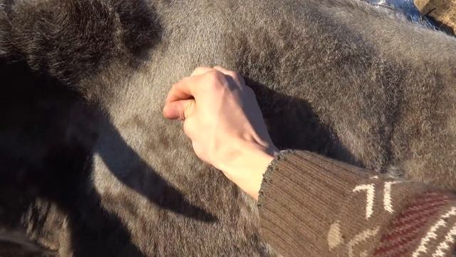 Новости нашего КФХ. Новый лимузин прибыл к нам на ПМЖ смотреть онлайн