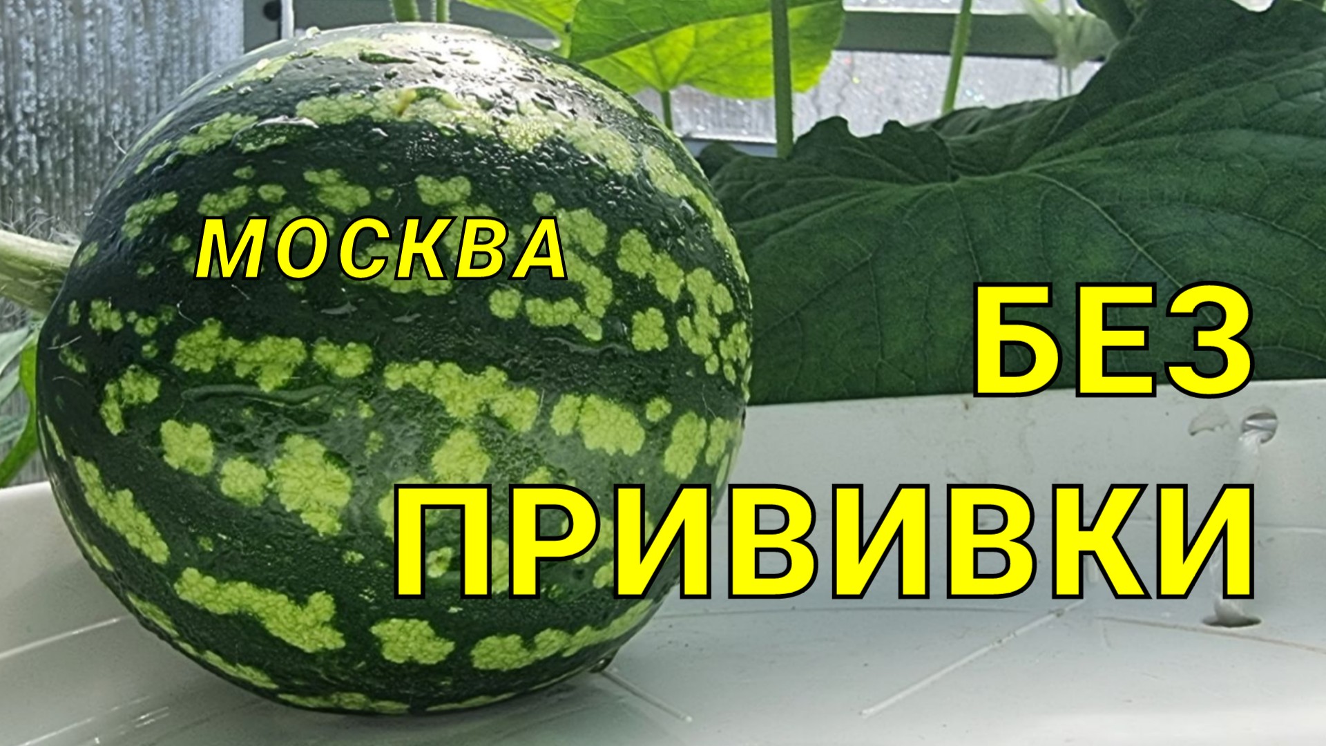 арбуз более 10 килограмм хочу вырастить в этом году в Московской теплице