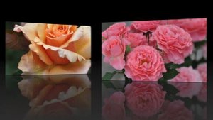 ROSE//Розы японской селекции