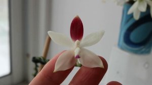 Aerangis fastuosa и ароматные фаленопсисы