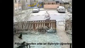 Алабай против питбуля