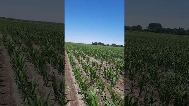 Кукуруза на силос, гибрид May tukum, Кара-Балта 22-23 июня полив 2021 смотреть онлайн