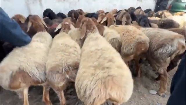 БУҚА БОЗОР ГУСФАНД ГУШТ ТАРБУЗ САБЗИ КАРТОШКА ПИЙОЗ АНА БОЗОРҶОН ШАНБЕБОЗОР К сентября 2023 г.