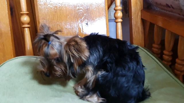 Стрижка Йорка,новый клиент на стрижке Смайли? смотреть онлайн